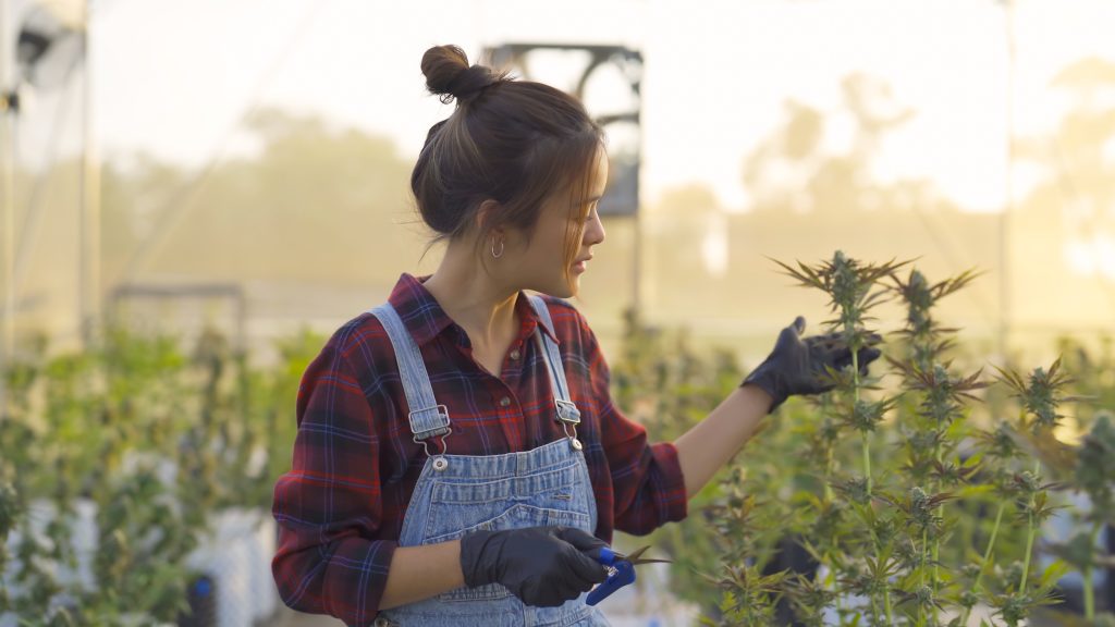 A woman worker working in outdoor marijuana field, hemp or cannabis plant flower leaves farm lab. Product in laboratory in medical, healthcare, research. Natural food. Ganja narcotic weed. People